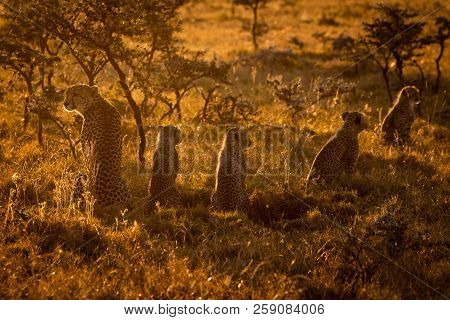 Backlit Cheetah Sitting With Cubs At Sunset