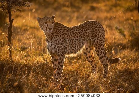 Backlit Cheetah Stands In Savannah At Sunset