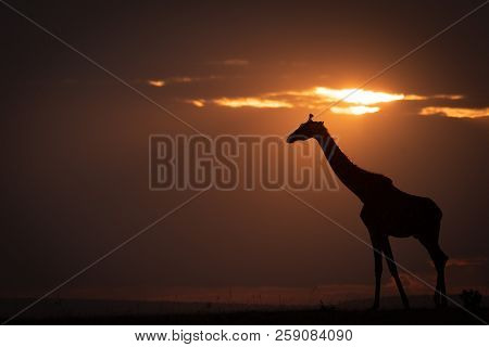 Backlit Masai Giraffe On Horizon At Sunset