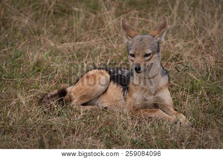 Black-backed Jackal Lies In Grass Facing Camera