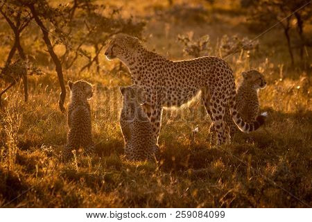 Backlit Cheetah With Three Cubs At Sunset