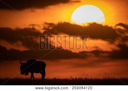 Blue Wildebeest In Silhouette Against Setting Sun