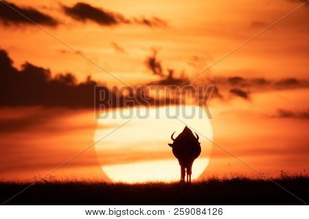Blue Wildebeest On Horizon Silhouetted Against Sun