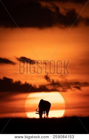 Blue Wildebeest Silhouetted In Middle Of Sun