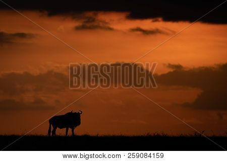 Blue Wildebeest Silhouetted At Sunset On Horizon