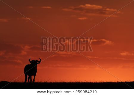 Blue Wildebeest Standing On Horizon At Sunset