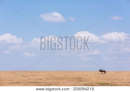 Blue Wildebeest Stands Near Horizon On Savannah