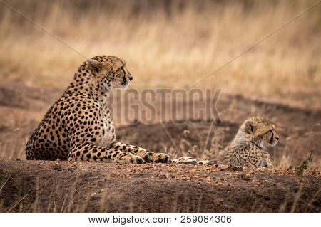 Cheetah And Cub Lie On Dirt Mound