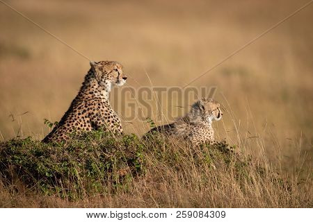 Cheetah And Cub Lie On Grassy Mound