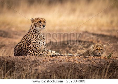 Cheetah And Cub Lying On Dirt Mound