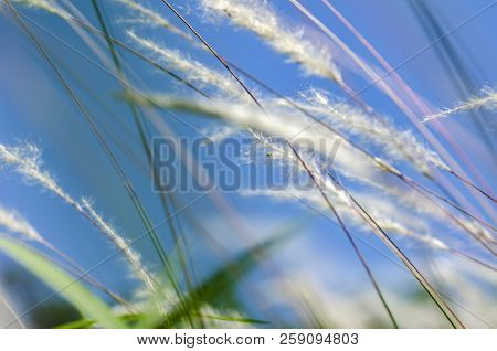 White Grass Flower Call Cogongrass (imperata Cylindrica) Under Bright Sunny Day And Blue Sky Backgro