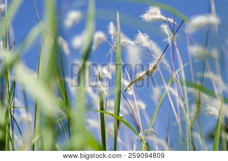 White Grass Flower Call Cogongrass (imperata Cylindrica) Under Bright Sunny Day And Blue Sky Backgro