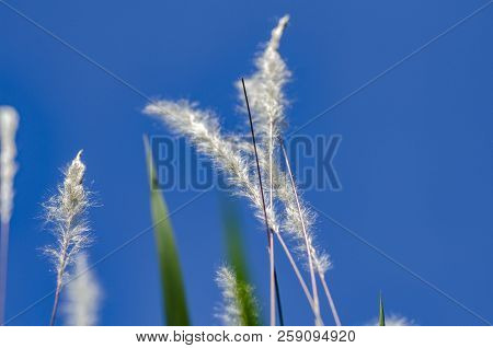 White Grass Flower Call Cogongrass (imperata Cylindrica) Under Bright Sunny Day And Blue Sky Backgro