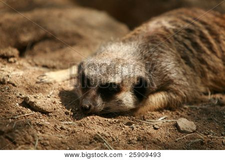 Meerkat 