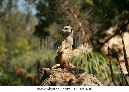Meerkat 