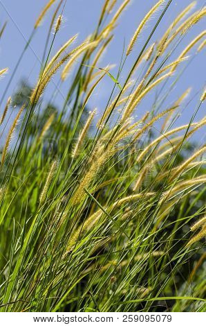 Yellow Grass Flower Call Cogongrass (imperata Cylindrica) Under Bright Sunny Day And Blue Sky Backgr