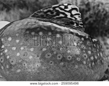 Black And White Brook Trout Patterns And Dorsal Fin