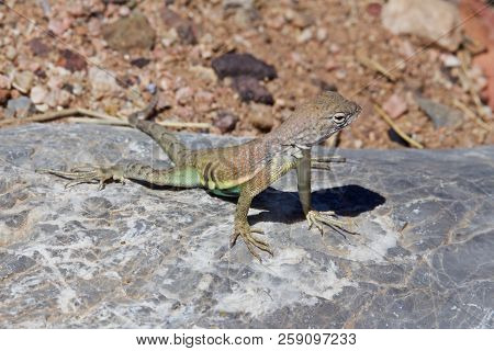 Greater Earless Lizard Basking On Rock On Sunny Day