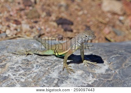 Greater Earless Lizard Basking On Rock On Sunny Day