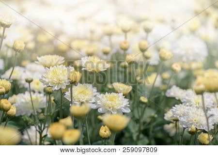 White Chrysanthemum Flower With Yellow Center