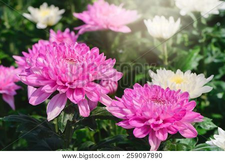 Pink Chrysanthemum Flower On Dark Moody Tone