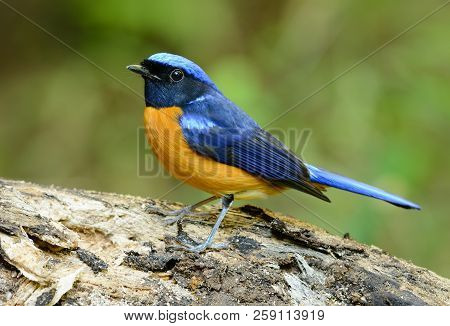 Beautiful Male Rufous-bellied Niltava (niltava Sundara) In Thai Forest
