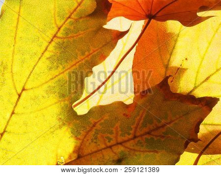 Fallen Autumn Maple Leaves On The Lumen. Texture.