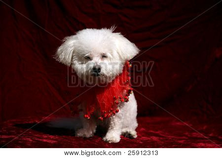 Fifi Bichon Frise aiheuttaa valokuva punaisella sametilla