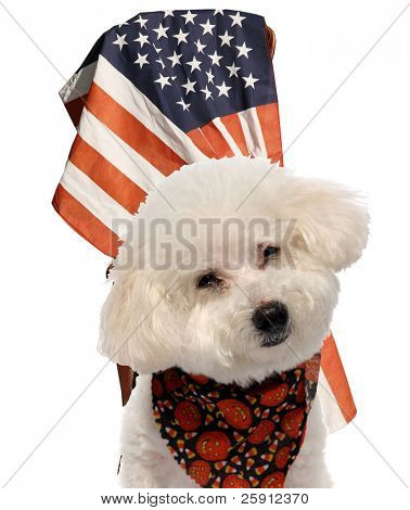 Beau Bichon Frise istuu etupihan Yhdysvaltain lipun vaikka eristetty valkoinen