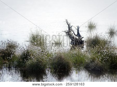 Bog With Cotton Grass (eriophorum Vaginatum) And An Old Root In The Water, Copy Space, Selected Focu