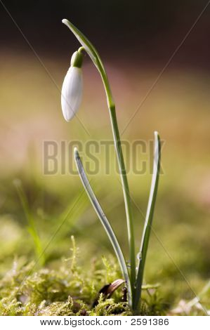 Snowdrop เดียว