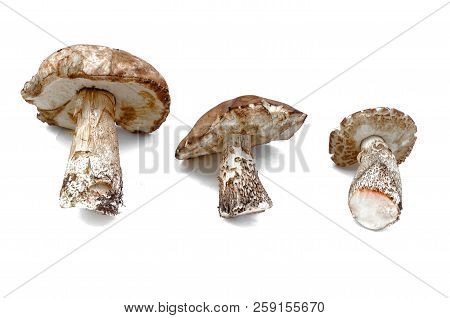 Brown Cap Boletus Leccinum Scabrum Collection Isolated On White Background.