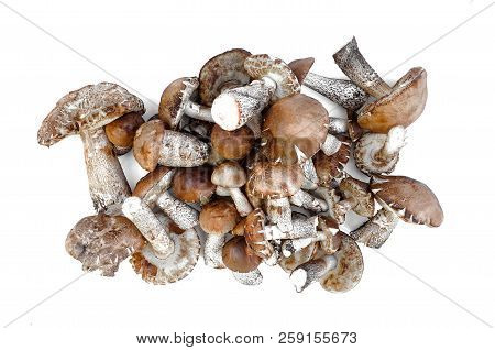 Heap Of Brown Cap Boletus Lessinum Scabrum Isolated On White Background.