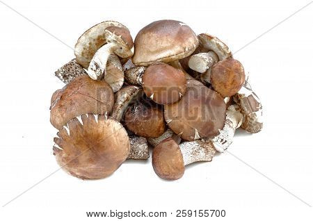 Heap Of Brown Cap Boletus Lessinum Scabrum Isolated On White Background.