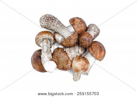 Heap Of Brown Cap Boletus Lessinum Scabrum Isolated On White Background.