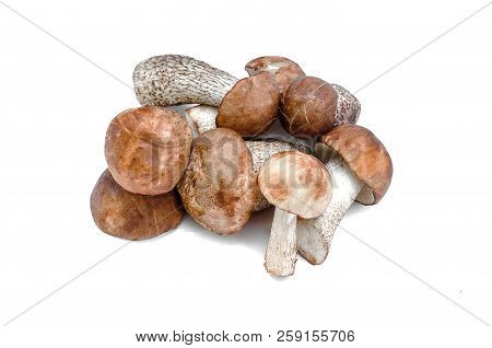Heap Of Brown Cap Boletus Lessinum Scabrum Isolated On White Background.