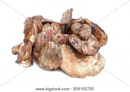 Paxillus Mushroom Heap Isolated On The White Background.