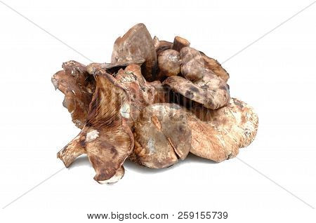 Paxillus Mushroom Heap Isolated On The White Background.