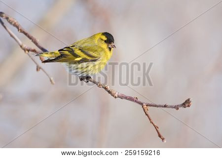 Siskin (spinus Spinus) Flew To A Branch Of A Wild Apple Tree In The Forest.