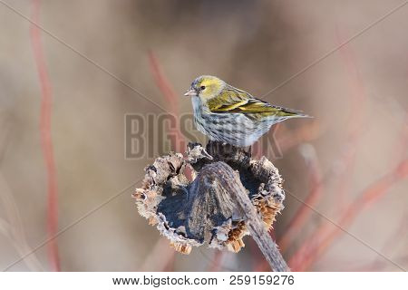 Siskin (spinus Spinus) Flew To The Sunflower Basket To Eat.