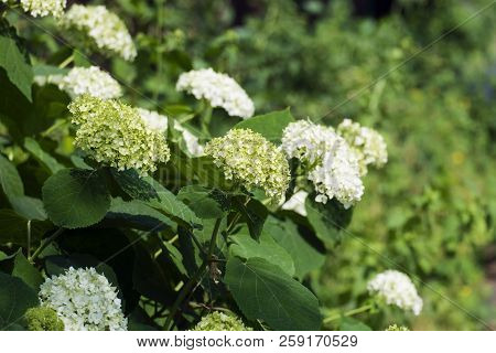 White Wild Hydrangea Flowers In Inflorescences (hydrangea Arborescens)