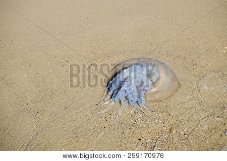Dead Common Jellyfish Lies On The Sandy Sea Beach (aurelia Aurita)