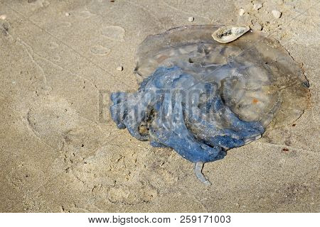 Dead Common Jellyfish Lies On The Sandy Sea Beach (aurelia Aurita)