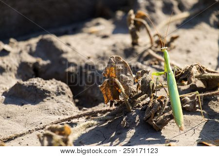 The European Mantis. Praying Mantis (mantis Religiosa)
