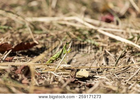 Praying Mantis Sits Among Dry, Withered Grass (mantis Religiosa)
