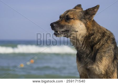 Stray Dog On The Seashore Howls A Sad Song