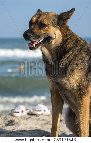 Stray Dog Sits And Is Sad On The Seashore