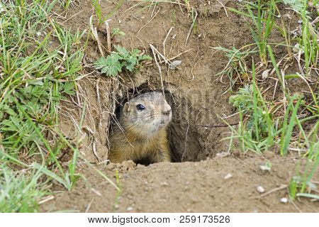 A Curious Ground Squirrel (spermophilus Undulatus) Looks Out Of The Hole. The Valley Of The River Ch