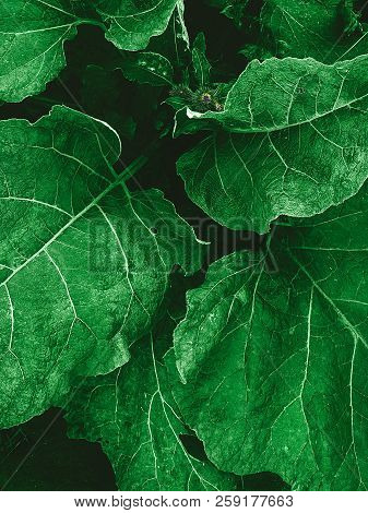 Green Leaves Close-up Photo Pattern In Top View