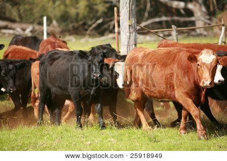 vacas no país 